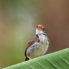 Krejcirik sedy - Orthotomus ruficeps - Ashy Tailorbird o9652